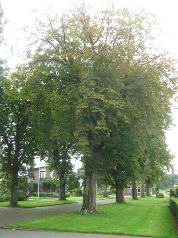 Vroegtijdig verdorren