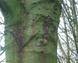 Bloedings plekken